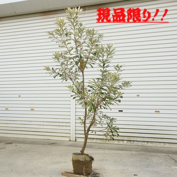 楽天市場】現品庭木 植木：バンクシア コースト*樹高 約150cm 全高