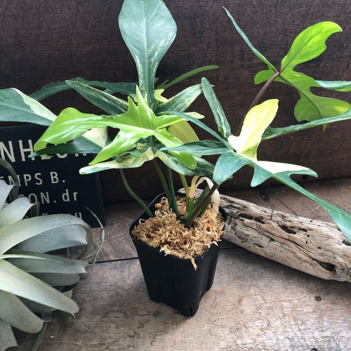 斑入り フィロデンドロン フロリダ ビューティー バリエガータ アート