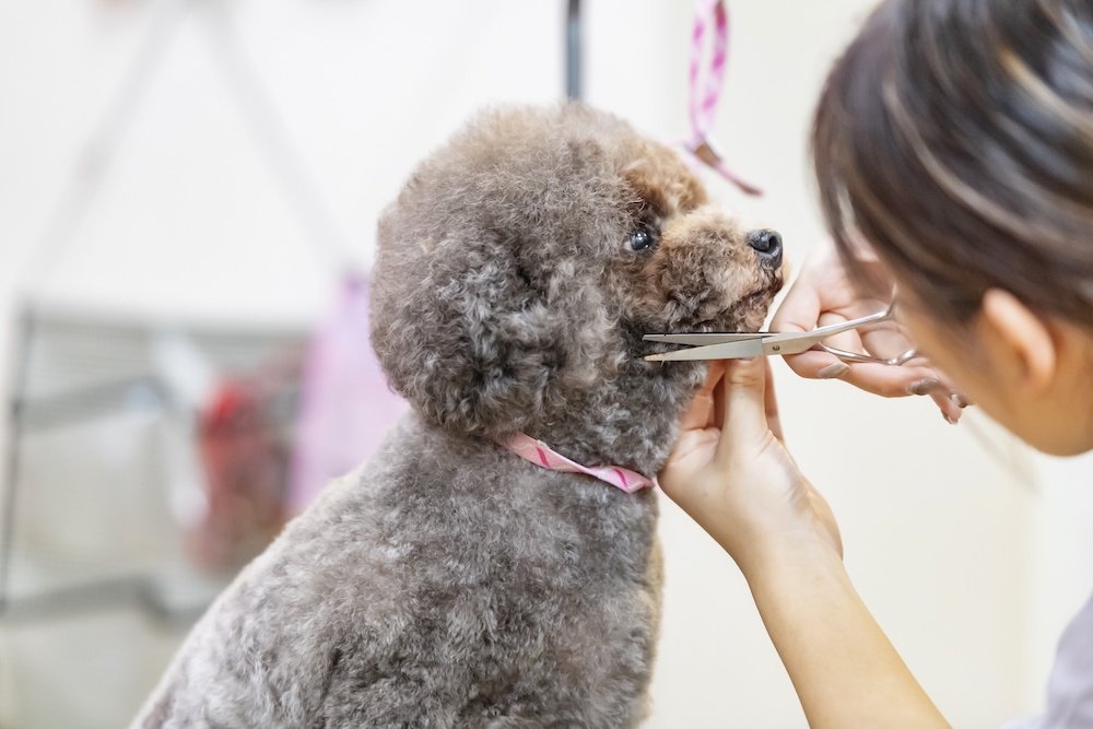 犬用カットハサミ・トリミングハサミのおすすめ – 鋏研ぎ師による