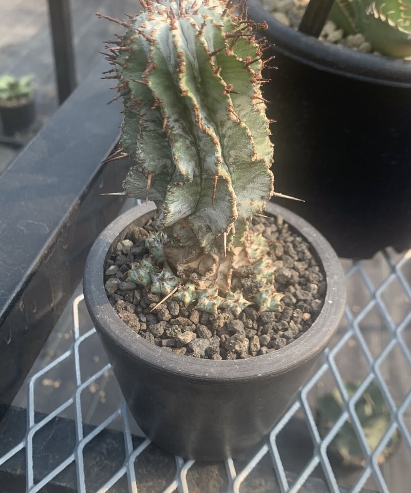 Euphorbia horrida、ユーフォルビア ホリダ ゼブラ 群生 | Plants b