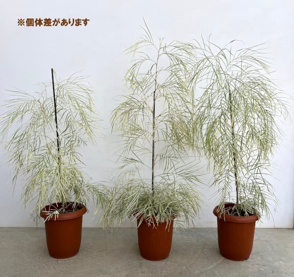 園芸ネット本店｜グレビレア：ハニーワンダー 7号鉢植え の通販【公式】