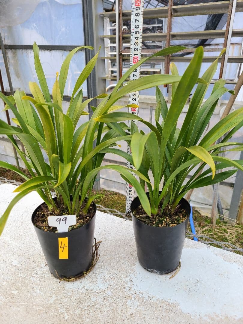 ミスマフェット。花芽4個。2鉢セット。蜜蜂誘引蘭。日本蜜蜂 ミスマフェット。花芽合計27個。5鉢セット。蜜蜂誘引蘭。日本蜜蜂