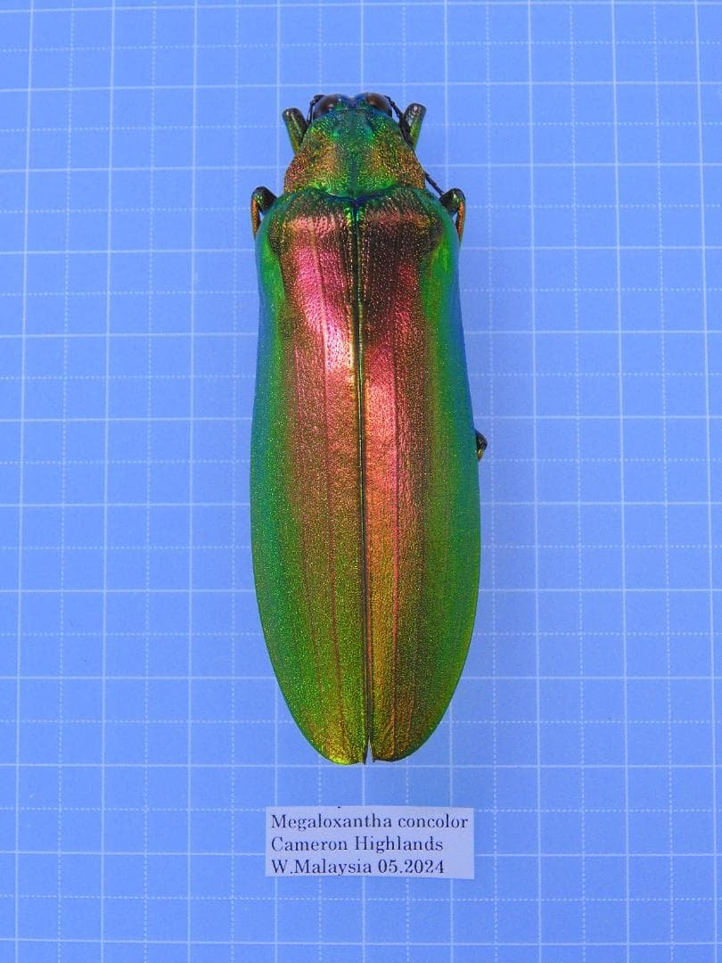 マレーシア産　最大種のタマムシ　74mm マレーシア産 最大種のタマムシ 74mm